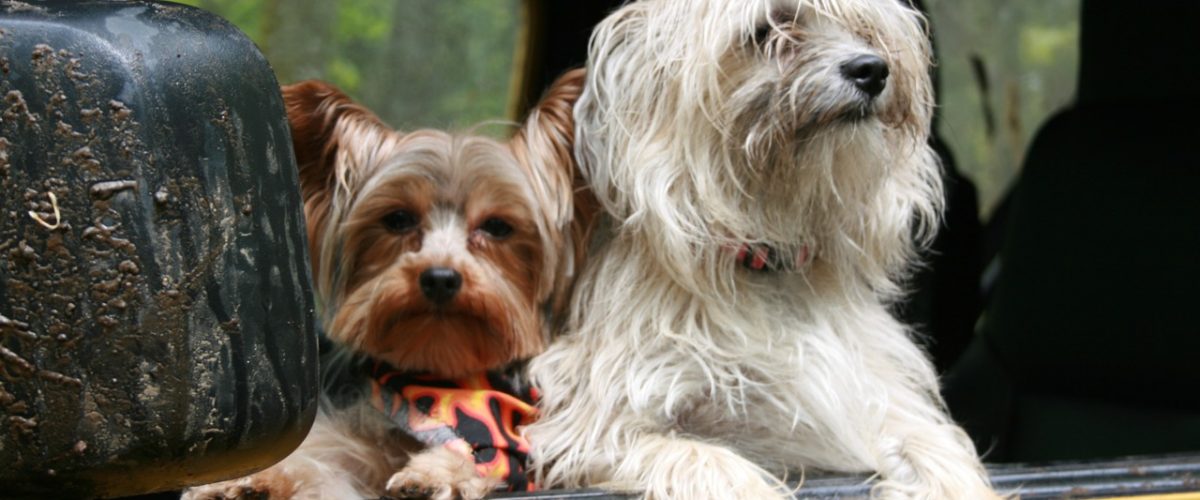 car-puppy-dog-animal-cute-canine-1118226-pxhere.com